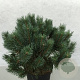 Pinus sylv. 'Chantry Blue' 40-50 cm 10L