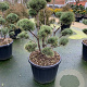 Pinus sylv. 'Watereri' 100-125 cm cont. 180L bonsai