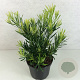 Podocarpus macrophyllus 25-30 cm 3,0L