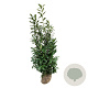 Prunus l. 'Caucasica' 175-200 cm met kluit