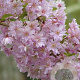 Prunus subhirtella 'Fukubana' 125-150 cm 20L