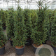 Taxus baccata 120-140 cm 20L