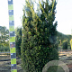 Taxus media 'Hillii' 150-175 cm draadkluit