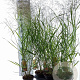 Panicum virgatum 'Rehbraun' 30-60 cm 2,0L