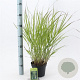 Panicum virgatum 'Rehbraun' 30-60 cm 2,0L