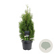 Thuja occ. 'Holmstrup' 40-50 cm 3,0L