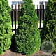 Thuja occ. 'Holmstrup' 40-50 cm 3,0L
