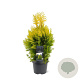 Thuja pl. '4ever' 40-50 cm 3,0L