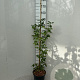 Acer griseum 80-100 cm 5,0L
