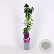 Clematis 'Etoile Violette' 70 cm 2,0L