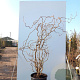 Corylus 'Red Majestic' 125-150 cm met kluit