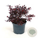 Loropetalum chinense rubrum 60-80 cm 12L piramide