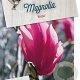 Magnolia 'Ricki' 60-80 cm 5,0L