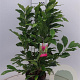 Magnolia 'Susan' 60-80 cm 7,5L