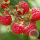 Rubus idaeus 70 cm 2,0L