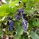 Vitis amurensis 150-175 cm 5,0L