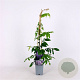 Wisteria sinensis 'Prolific' 70 cm 2,0L