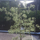 Cornus controversa 'Variegata' 150-175 cm 20L