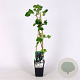 Ribes Jostaberry 70 cm 2,0L