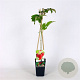 Rubus idaeus 'Tulameen' 70 cm 2,0L