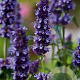 Agastache 'Black Adder' GM P9