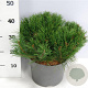 Pinus mugo pumilio 40-50 cm 7,5L
