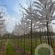 Prunus yedoensis 20-25 HO draadkluit