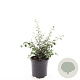 Cotoneaster franchetii GM C1.3