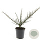 Cotoneaster microphyllus GM C1.3