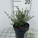 Cotoneaster microphyllus GM C1.3