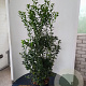 Ilex meserv. Heckenfee 100-125 cm 20L