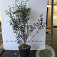 Osmanthus burkwoodii 80-100 cm 7,5L