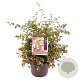Abelia grandiflora 40 cm 7,5L