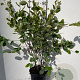 Amelanchier lamarckii 80-100 cm 7,5L