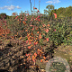 Amelanchier lamarckii 125-150 cm met kluit