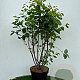 Amelanchier spicata 60-80 cm 7,5L