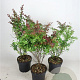Berberis thunb. 'Atropurpurea' 40-60 cm 7,5L