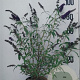 Buddleja d. 'Black Knight' 60-80 cm 10L