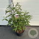 Buddleja d. 'Pink Delight' 60-80 cm 10L