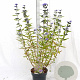 Caryopteris cland. 'Heavenly Blue' 30-40 cm 3,0L