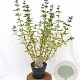 Caryopteris cland. 'Heavenly Blue' 30-40 cm 3,0L