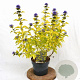 Caryopteris cland. Hint of Gold 30-40 cm 3,0L