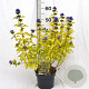 Caryopteris cland. Hint of Gold 30-40 cm 3,0L