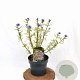 Caryopteris cland. 'Kew Blue' 30-40 cm 3,0L
