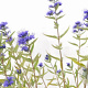 Caryopteris cland. 'Kew Blue' 30-40 cm 3,0L
