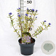 Caryopteris cland. 'Kew Blue' 30-40 cm 3,0L