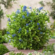Ceanothus El Dorado 30-40 cm 5,0L struik
