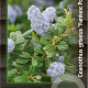 Ceanothus griseus 'Yankee Point' 40-50 cm 5,0L