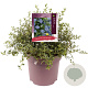 Ceanothus thyrsiflorus repens 35-40 cm 10L