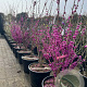 Cercis chinensis 'Avondale' 125-150 cm 40L